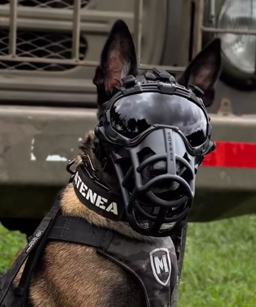 K9 Militar Certificado